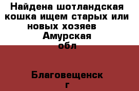 Найдена шотландская кошка,ищем старых или новых хозяев. - Амурская обл., Благовещенск г. Животные и растения » Кошки   . Амурская обл.,Благовещенск г.